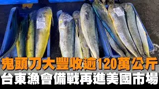 鬼頭刀大豐收逾120萬公斤　台東漁會備戰再進美國市場