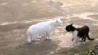 Реакция кота УГАР ха ха ха ха ха ха ха ха ха ха ха ха ха ха ха