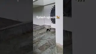 Shiba enjoys Water! 🐕😊