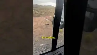🐕Mother Dog Stops Car For Puppies🥹
