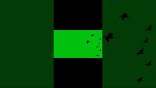 Flying Birds Green Screen Videos