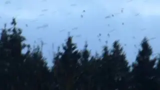 NORTH CHAFFINCHES , WITRY , BELGIUM