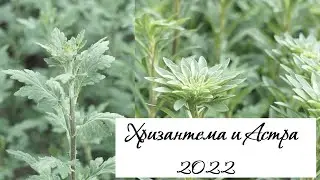 Хризантема и Астра (Выращивание в теплице) 2022 года