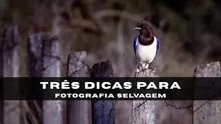 3 Tips for an AMAZING START in BIRD PHOTOGRAPHY - THE LAST ONE CHANGES EVERYTHING!