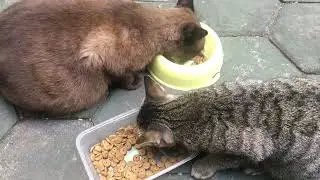 Cat come to home for food. Feeding cat daily routine