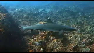 Bali - Gili Mimpang, Candidasa, Weißspitzenriffhaie, September 2023