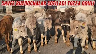 SHVES BUZOQCHALAR SOTILADI 3/5 Oylik