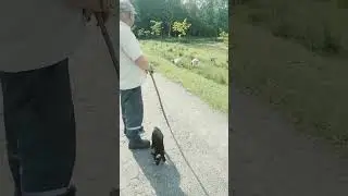 Маленькая овечка на прогулке