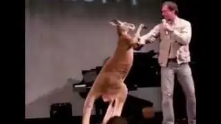 Kangaroo Vs Human Compilation