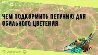 Чем подкормить петунию для обильного цветения