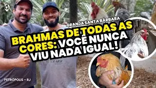 NUNCA vi galinhas BRAHMAS assim! CORES incríveis e QUALIDADE de elite no Criatório Santa Bárbara!