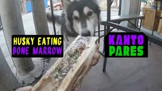 Fur Friendly Food Spot - Kanto Pares (Mayaman St.)