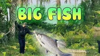 Go fishing and catch a big fish, Cook fish with vinegar | Thai Farm