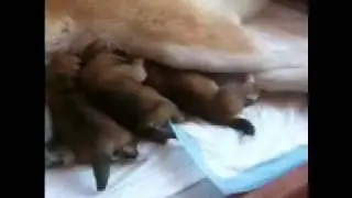 Первые щенки в питомнике АМАИНУ