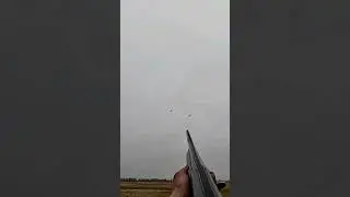ОХОТА НА ГУСЯ ВЕСНА 2024!!!ШИКАРНЫЙ НАЛЕТ!!! 
