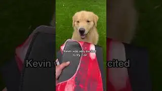 My dog dresses up as Kevin Bacon