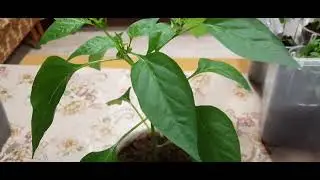 Какие результаты принесла моя агротехника.