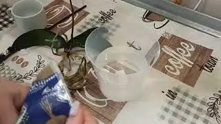 Орхидея отсушила бутоны, смотрю что с корнями орхидеи Stuartiana 'tipo' × sib | Орхидеи 160 |