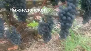 #ВиноградникЕлисеевых Устойчивые технические сорта НИИВиВ им. Потапенко