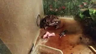 Жаба ага ест крысят: жуткая кормежка