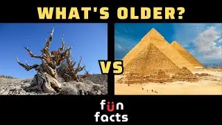 The World's Oldest Known Tree #OldestTree #MethuselahTree #AncientForest