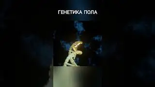 определение пола #наука #генетика #shorts