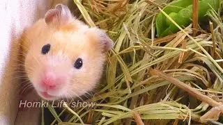 Бобби Исследователь. Хомяк В траве 