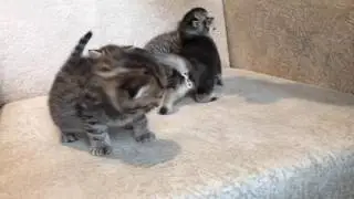 IMG 0439
