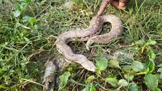 लोगों ने इसे अजगर सांप समझ लिया #snake #sandboa
