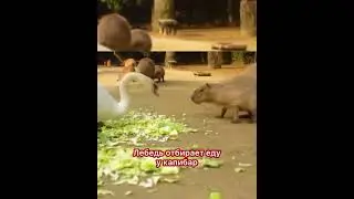 Лебедь отбирает еду у капибар #capybara #капибара