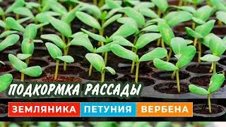 ВСЕГДА КОРМЛЮ ЭТИМ РАССАДУ ПЕТУНИЙ,РАСТЁТ ВСЁ КАК НА ДРОЖЖАХ.