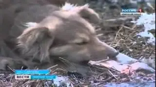 Приют Я -- живой получил национальную премию добрых дел Сможем вместе/Россия1 Южный Урал