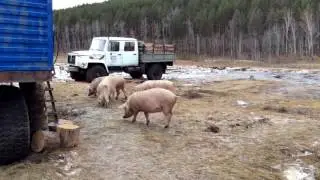 Хрюши в гостях