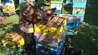 Исправляемую пчелосемью переводим на собственные хлеба