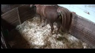 Horse poop #2