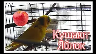КАК Я ПРЕДЛАГАЮ ЯБЛОКО СВОИМ ПОПУГАЯМ!? ПОПУГАИ кушают ЯБЛОКО. ЧИКА как всегда кушает и поет.