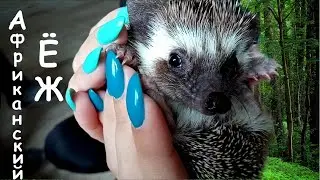 Африканские ЁЖИКИ из питомника HONEY THORN, hedgehogs