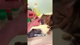 Your cat is truly a protector! 