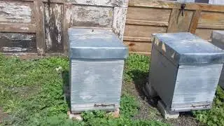 Как пчелы дом находят, если улей сдвинуть?