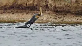 Cormorant eating an Eel