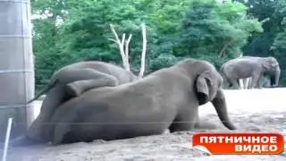 #ПятниеВидео: СЛОНЫ БЫВАЮТ РАЗНЫЕ