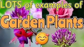 NAMING GARDEN PLANTS for kids 🌷🌻🌹 SCIENCE GARDEN PLANTS Miss Ellis #gardenplants