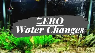ZERO WATER CHANGES - 29 Gallon Aquarium - Surprising Results - 109