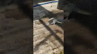 Burung Falk Kalo Liat Air Ya Gini Jadinya....!!!
