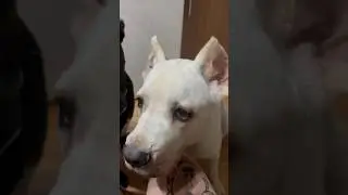 Жадный белый Корсик 😂😂😂