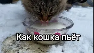 Кошка пьет молоко