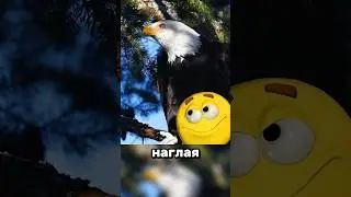 The Bald Eagle's Scream