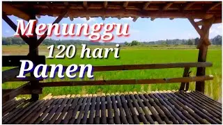 Sawah rawa Kalimantan 
