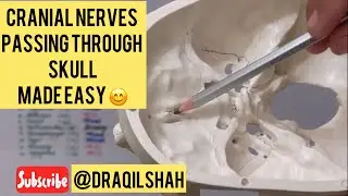 Cranial nerves passing through different openings in the Cranial Cavity