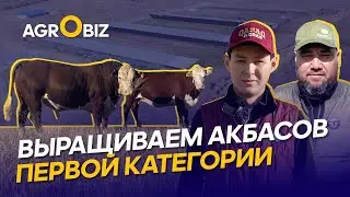 Akbas in West Kazakhstan: Advantages of Breeding Cattle, Genetics, and Diet | Amaner, ErQanat Group